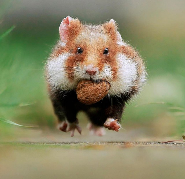 Nhiếp ảnh gia &quot;chộp&quot; được khoảnh khắc chuột hamster vô cùng đáng yêu - Ảnh 12.