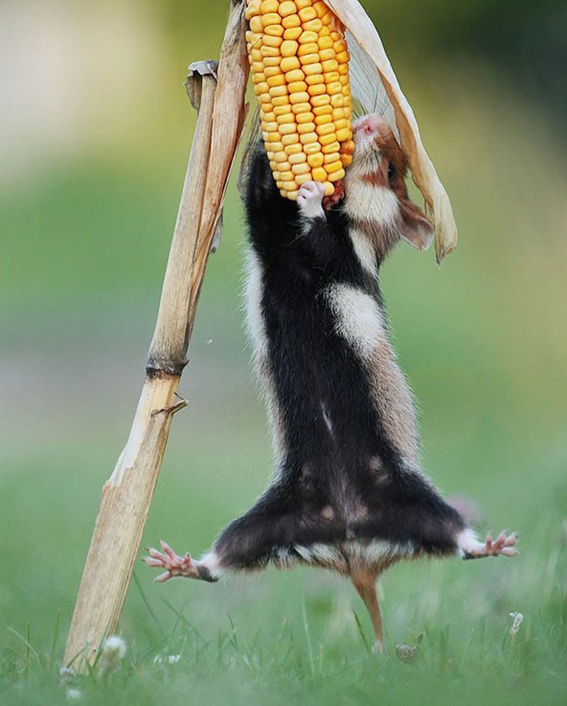 Nhiếp ảnh gia &quot;chộp&quot; được khoảnh khắc chuột hamster vô cùng đáng yêu - Ảnh 16.
