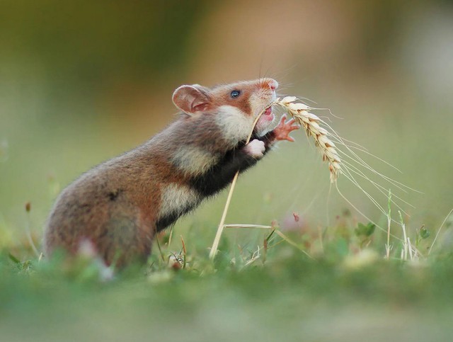 Nhiếp ảnh gia &quot;chộp&quot; được khoảnh khắc chuột hamster vô cùng đáng yêu - Ảnh 9.