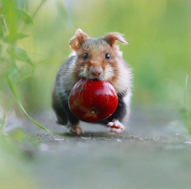 Nhiếp ảnh gia &quot;chộp&quot; được khoảnh khắc chuột hamster vô cùng đáng yêu - Ảnh 10.