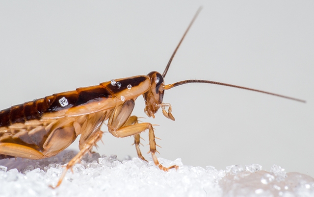 Bad news: Cockroaches are forming mutations that make them resistant to insect sprays - Photo 1.