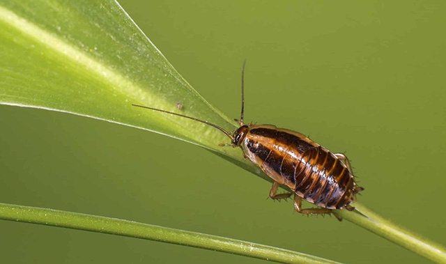 Bad news: Cockroaches are forming mutations that make them resistant to insect sprays - Photo 3.