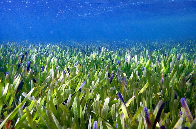 Australia: the world's largest plant individual is 4,500 years old, covering an area 40 times larger than West Lake - Photo 1.