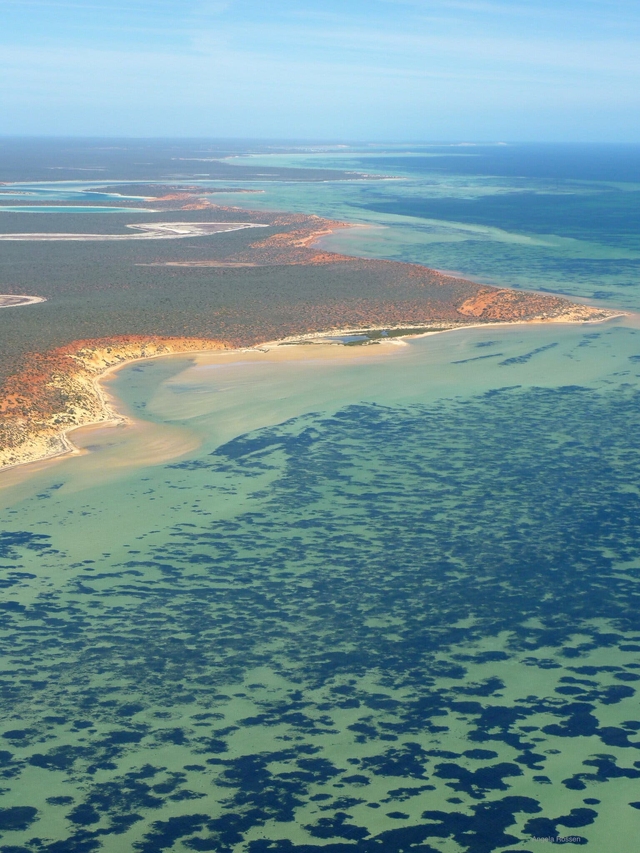 Australia: the largest plant in the world is 4,500 years old, covering an area 40 times larger than West Lake - Photo 2.