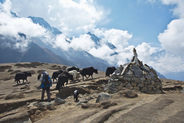 Người Sherpa trên dãy Himalaya đã tiến hóa để trở thành những vận động viên leo núi siêu phàm - Ảnh 4.