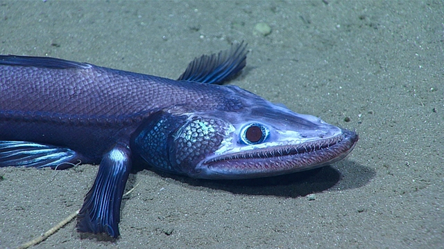 What has helped fishes withstand tremendous water pressure up to thousands of tons in the deep sea?  - Photo 4.
