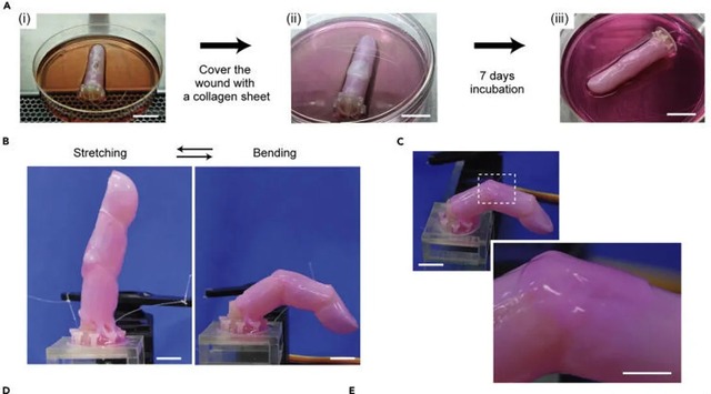 Scientists have successfully made 'living skin' for robots from human cells - Photo 3.