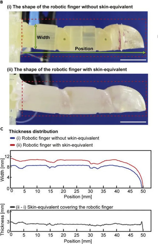 Scientists have successfully made 'living skin' for robots from human cells - Photo 2.