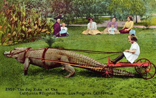 Những bức ảnh hiếm hoi về trại cá sấu những năm 1920 tại California, nơi trẻ em có thể cưỡi và chơi với cá sấu! - Ảnh 8.