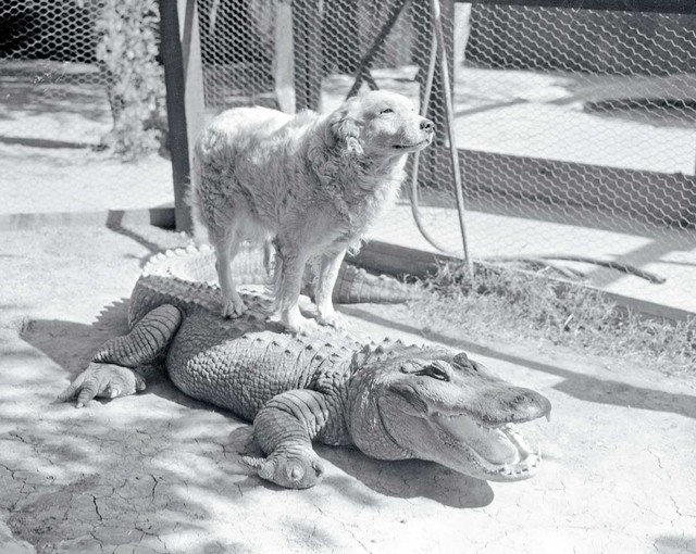 Những bức ảnh hiếm hoi về trại cá sấu những năm 1920 tại California, nơi trẻ em có thể cưỡi và chơi với cá sấu! - Ảnh 9.