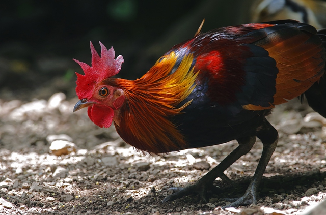 Nghiên cứu mới cho thấy gà rừng đã được thuần hóa từ những vựa lúa vùng Đông Nam Á - Ảnh 1.