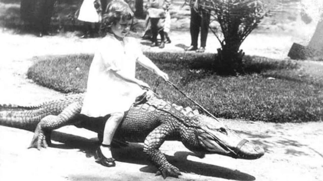 Những bức ảnh hiếm hoi về trại cá sấu những năm 1920 tại California, nơi trẻ em có thể cưỡi và chơi với cá sấu! - Ảnh 1.