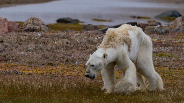 Khi Bắc Cực không còn băng: Đây sẽ là số phận của những con gấu trắng cuối cùng - Ảnh 3.