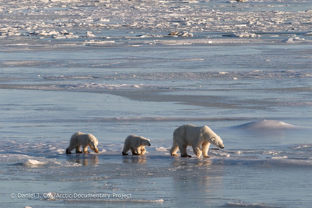 Khi Bắc Cực không còn băng: Đây sẽ là số phận của những con gấu trắng cuối cùng - Ảnh 11.