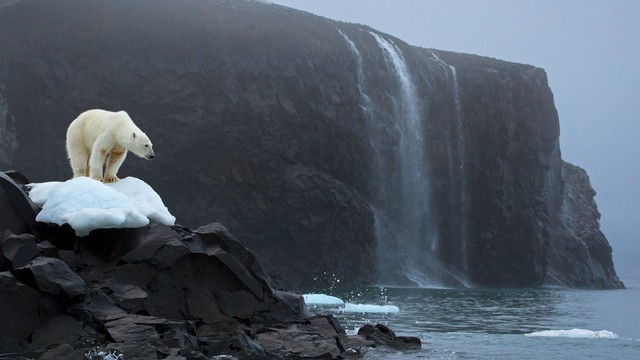 Khi Bắc Cực không còn băng: Đây sẽ là số phận của những con gấu trắng cuối cùng - Ảnh 10.