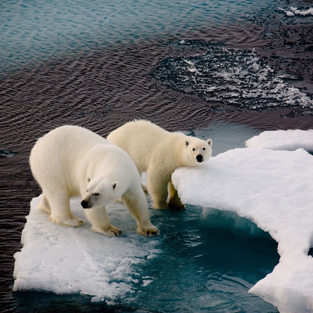 Khi Bắc Cực không còn băng: Đây sẽ là số phận của những con gấu trắng cuối cùng - Ảnh 9.
