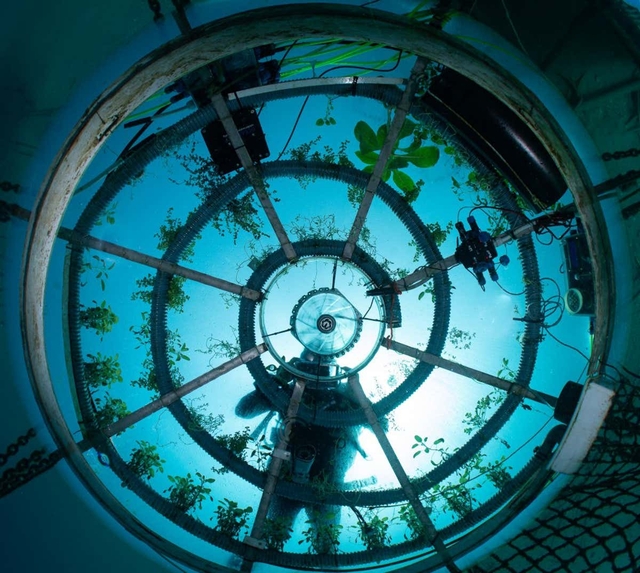 Phép màu khoa học: Nemo Garden, trang trại trồng rau dưới đáy biển  - Ảnh 2.
