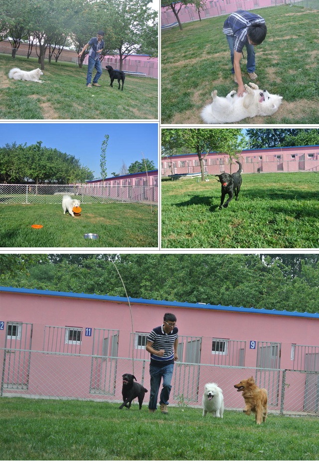 Nghề 'dạy đạo đức' cho chó ở Trung Quốc, lương tháng cả 100 triệu đồng - Ảnh 4.