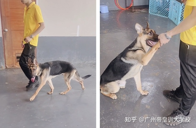Nghề 'dạy đạo đức' cho chó ở Trung Quốc, lương tháng cả 100 triệu đồng - Ảnh 3.