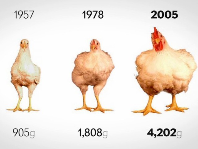 72 tỷ con gà bị giết thịt mỗi năm, con số sẽ giảm 30% nếu bạn chịu khó ăn cả xương của chúng - Ảnh 2.