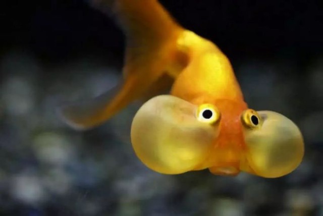 Cá vàng, loài cá đáng thương nhất trên hành tinh của chúng ta - Ảnh 10.