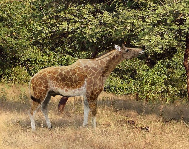 Used to be a 'short-necked' deer 17 million years ago, what makes giraffes have a long neck like today?  - Photo 1.
