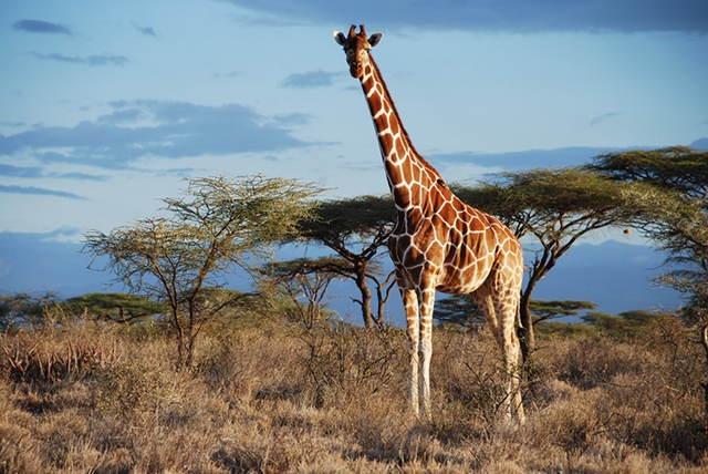 Used to be a 'short-necked' deer 17 million years ago, what makes giraffes have a long neck like today?  - Photo 3.