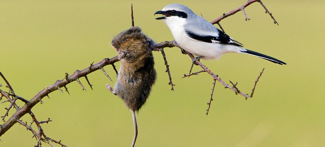 Eight 'genius species' know how to use tools - Photo 4.