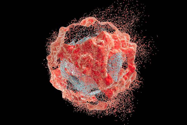 Tế bào ung thư này đã được nuôi dưỡng suốt 70 năm, riêng khối lượng thu về đã hơn 50 triệu tấn - Ảnh 1.