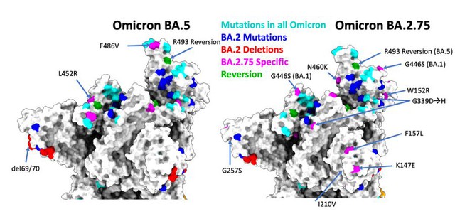 Đánh giá BA.5: Bản nâng cấp thế hệ thứ 3 của Omicron, cho hiệu năng lây lan và tái nhiễm mạnh nhất kể từ đầu dịch COVID-19 - Ảnh 5.