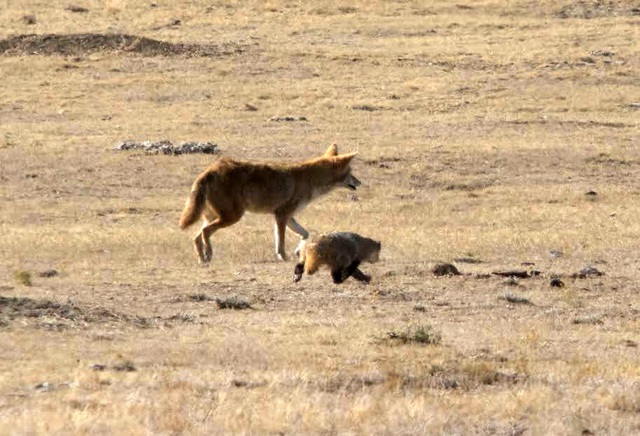 Tình bạn kỳ lạ trong tự nhiên: Chó sói đồng cỏ và lửng mật cùng hợp tác để săn mồi - Ảnh 4.