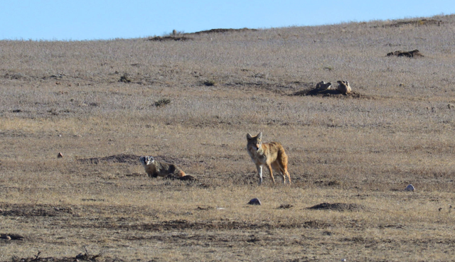 Tình bạn kỳ lạ trong tự nhiên: Chó sói đồng cỏ và lửng mật cùng hợp tác để săn mồi - Ảnh 2.