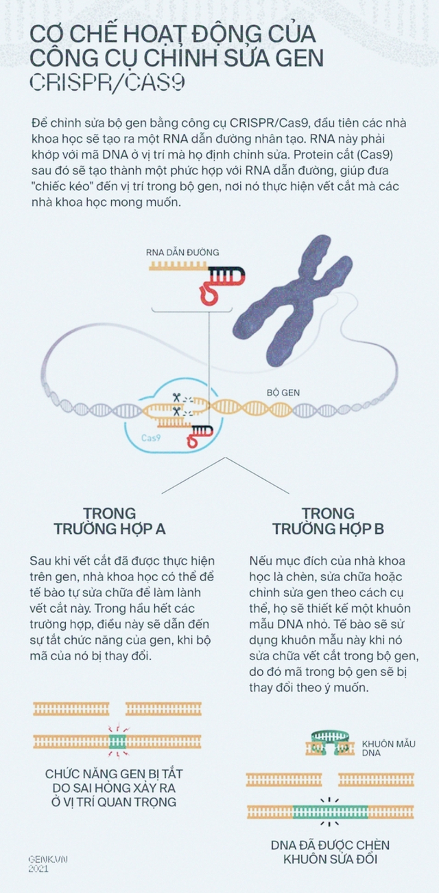 Tròn một thập kỷ CRISPR: Từ nghiên cứu bị lãng quên đến giải Nobel kiến tạo kỷ nguyên mới - Ảnh 6.