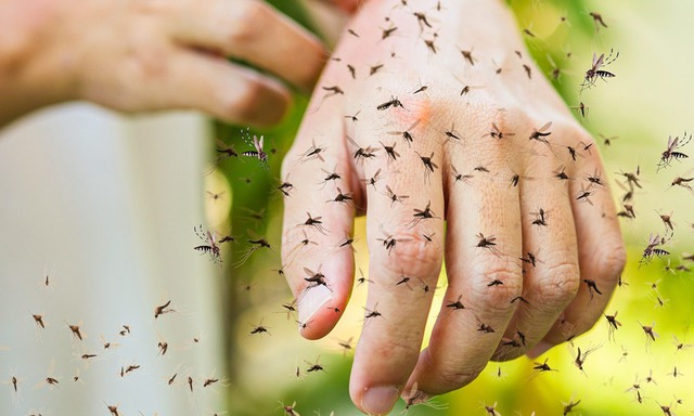 Mẹo siêu đơn giản giúp tống cổ gián, ruồi, kiến và các côn trùng gây hại ra khỏi nhà - Ảnh 4.