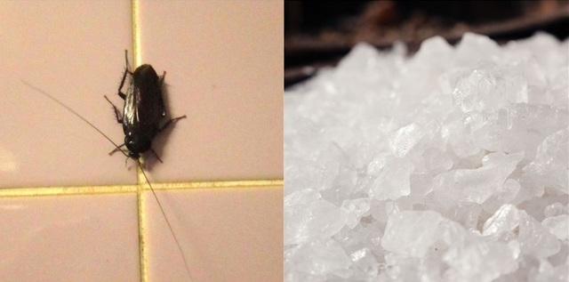 Mẹo siêu đơn giản giúp tống cổ gián, ruồi, kiến và các côn trùng gây hại ra khỏi nhà - Ảnh 2.