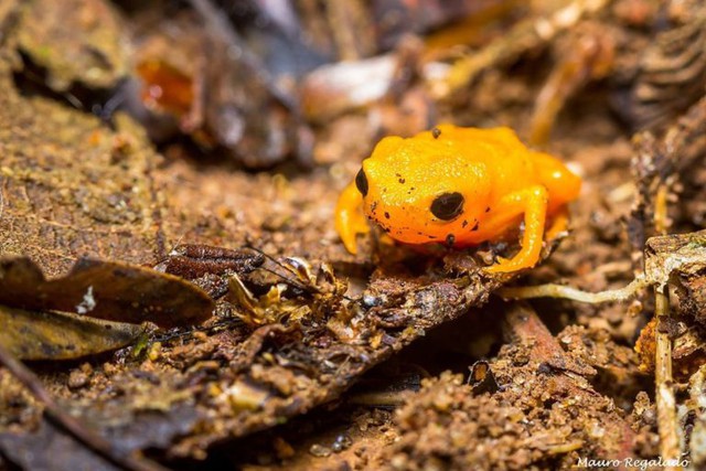 Loài ếch tội nghiệp nhất hành tinh: Nhỏ chỉ bằng cái móng tay, tiến hóa xong thì mất luôn bản năng nhảy - Ảnh 9.
