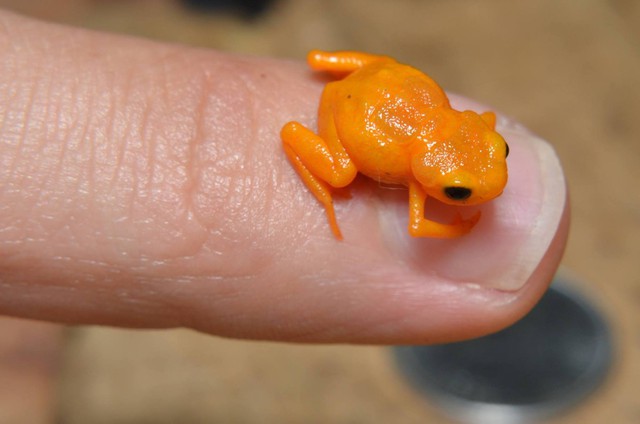 Loài ếch tội nghiệp nhất hành tinh: Nhỏ chỉ bằng cái móng tay, tiến hóa xong thì mất luôn bản năng nhảy - Ảnh 4.