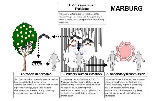Bùng phát virus Marburg: Một chủng sốt xuất huyết kịch độc, người nhiễm &quot;trông giống như thây ma&quot; - Ảnh 8.
