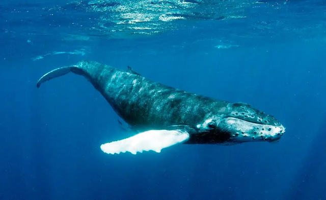 Cáp quang dưới biển có thể được sử dụng để nghe trộm cá voi và xem chúng đang làm gì - Ảnh 1.