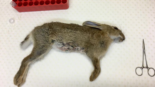 Cuộc tàn sát thỏ lớn nhất lịch sử: Khi virus không còn tiến hóa theo lối mòn - Ảnh 9.