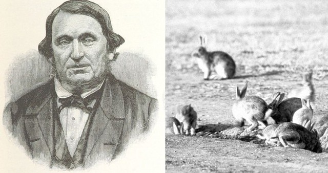 Cuộc tàn sát thỏ lớn nhất lịch sử: Khi virus không còn tiến hóa theo lối mòn - Ảnh 4.