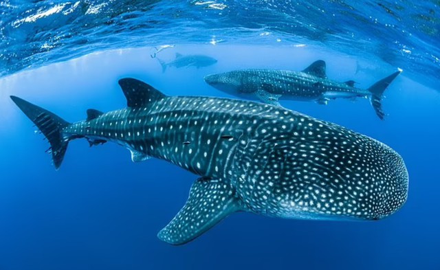 Loài cá mập lớn nhất thế giới hóa ra không phải là loài chỉ biết ăn thịt? - Ảnh 2.