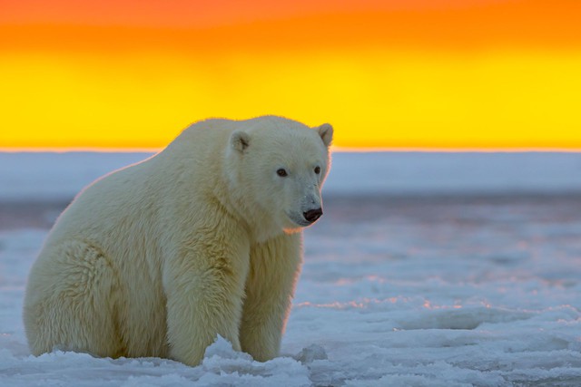 Thiếu lương thực, gấu Bắc Cực phải ăn &quot;pin và tã bẩn&quot; ở bãi rác của con người - Ảnh 1.
