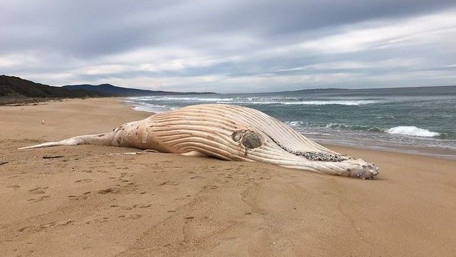 Cá voi lưng gù trắng cực hiếm chết dạt vào bãi biển Australia - Ảnh 3.