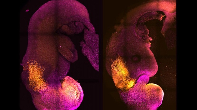 Tạo ra phôi chuột “tổng hợp” đã phát triển não bộ, dây thần kinh và mô tim đập - Ảnh 1.