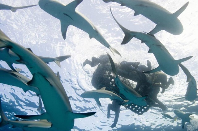 Hung thần biển cả: Đi tìm vụ cá mập tấn công con người lớn nhất từng được lịch sử ghi nhận! - Ảnh 3.