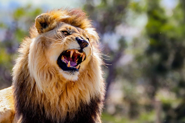 Tại sao động vật trên thảo nguyên châu Phi sợ âm thanh của con người hơn tiếng sư tử gầm? - Ảnh 1.