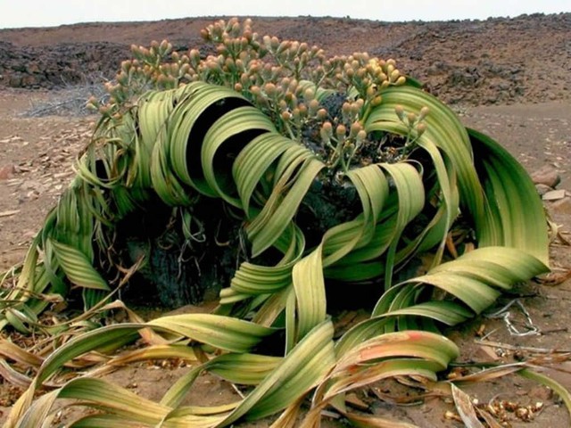 Welwitschia mirabilis: Loài thực vật cổ xưa có khả năng tồn tại hàng nghìn năm - Ảnh 4.