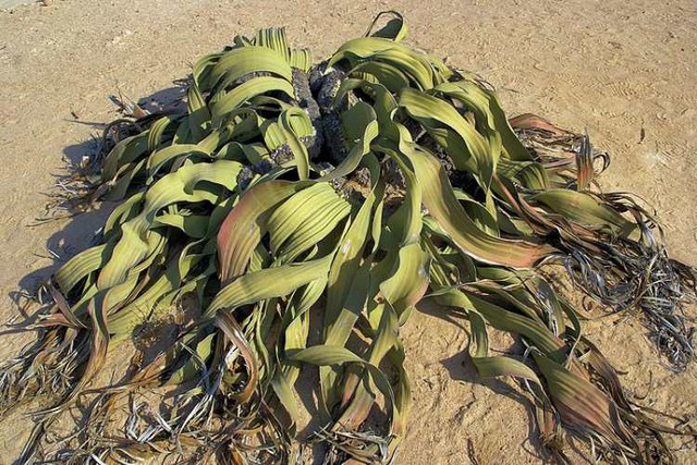 Welwitschia mirabilis: Loài thực vật cổ xưa có khả năng tồn tại hàng nghìn năm - Ảnh 2.