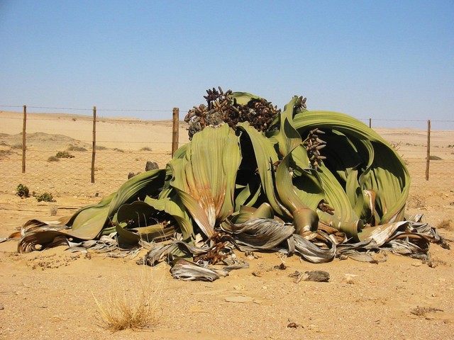 Welwitschia mirabilis: Loài thực vật cổ xưa có khả năng tồn tại hàng nghìn năm - Ảnh 1.